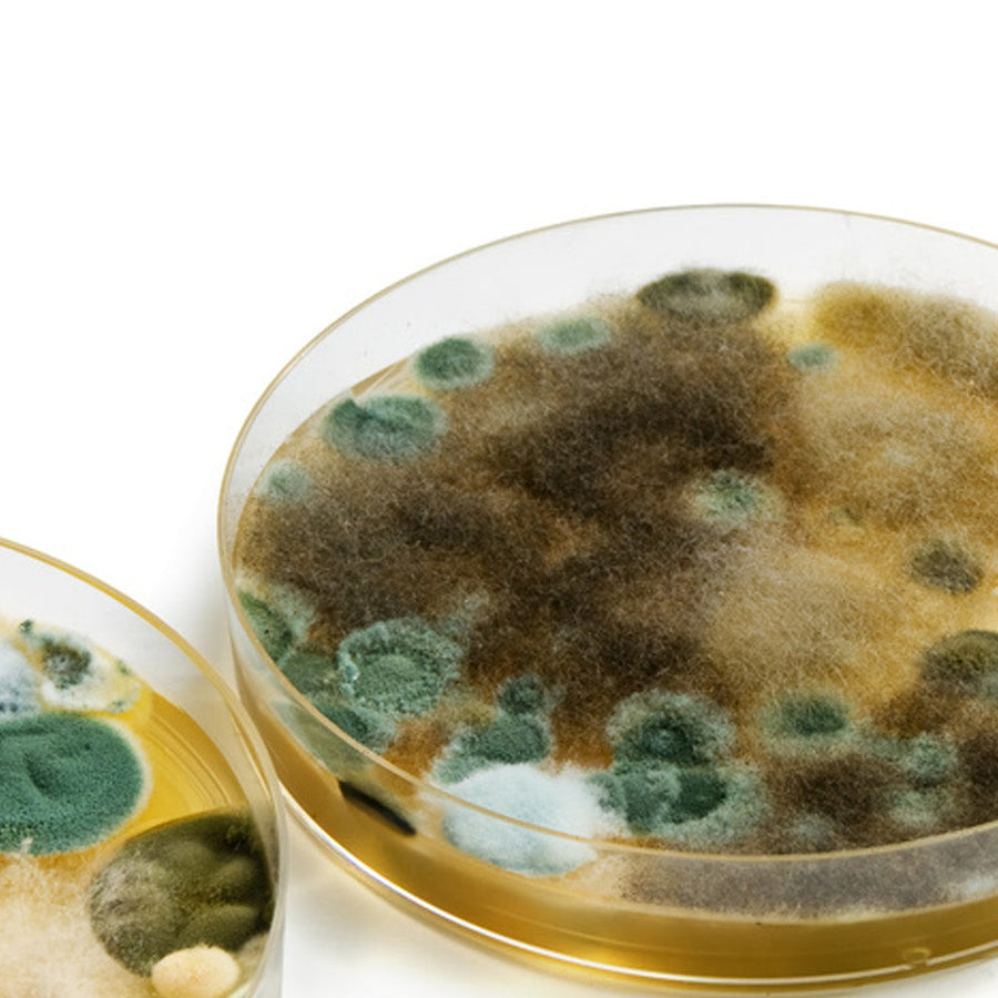 Transferred Bacteria - The Importance of Packaging