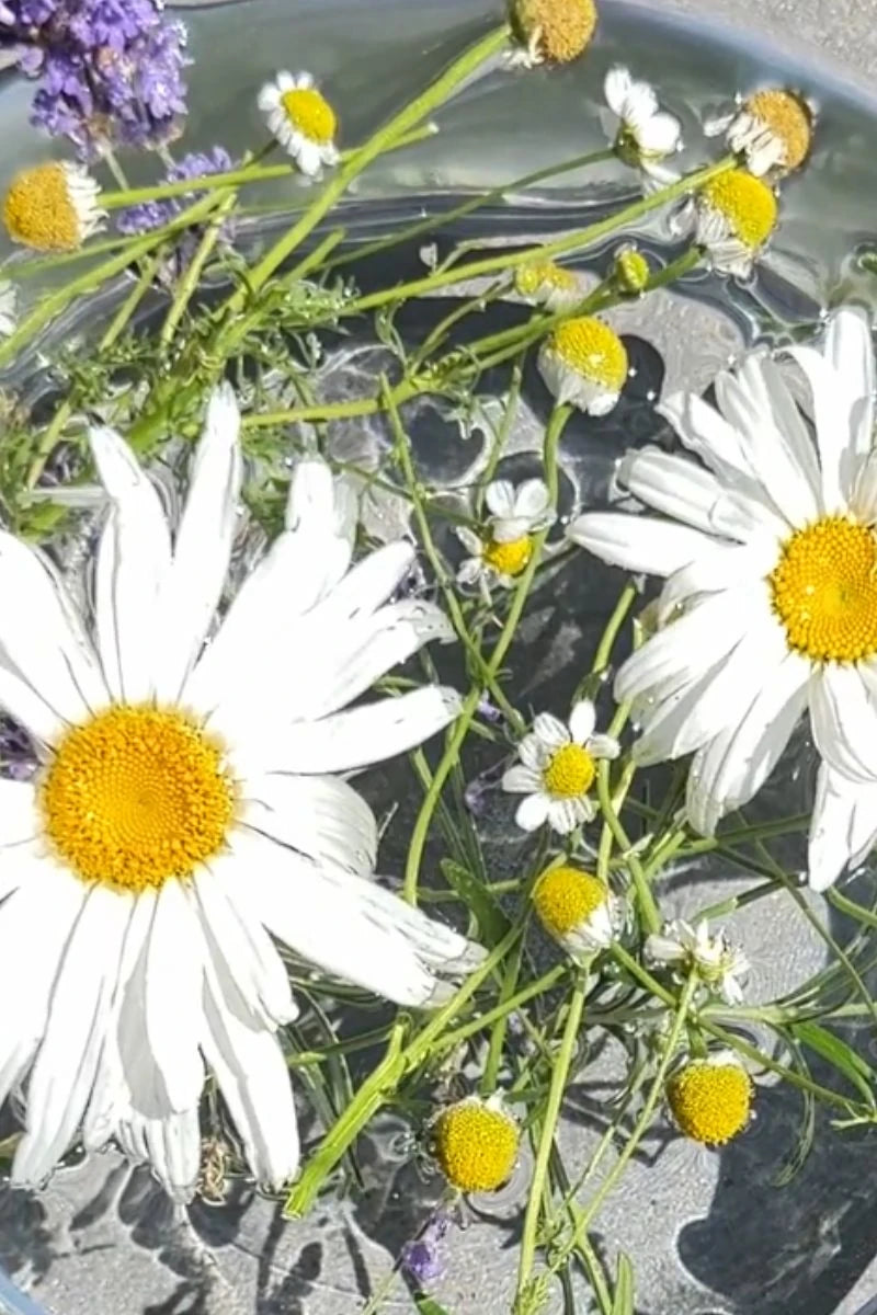 White daisies, lavender flowers and chamomile flowers with in a bowl of water