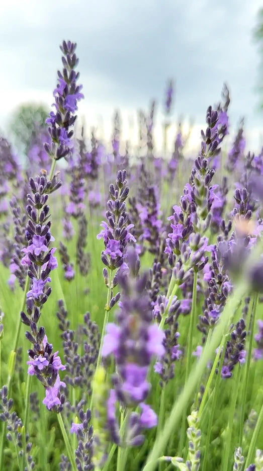 By Valenti Lavender field with a blurred background