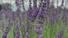 By Valenti Lavender Farm